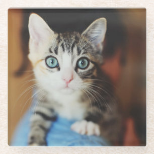 Bright Blue Eyed Kitten Glass Coaster