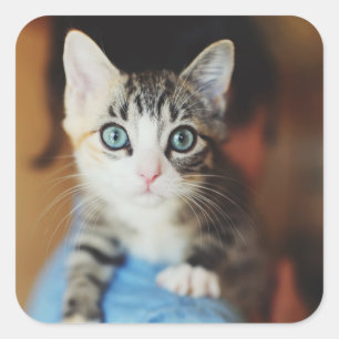 Bright Blue Eyed Kitten Square Sticker