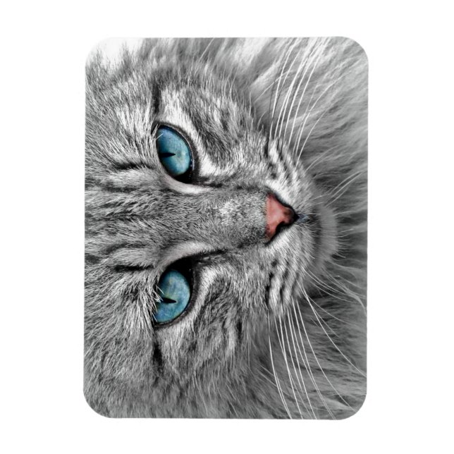 Bright Blue Eyes | Monochrome | Cat Portrait Magnet (Vertical)