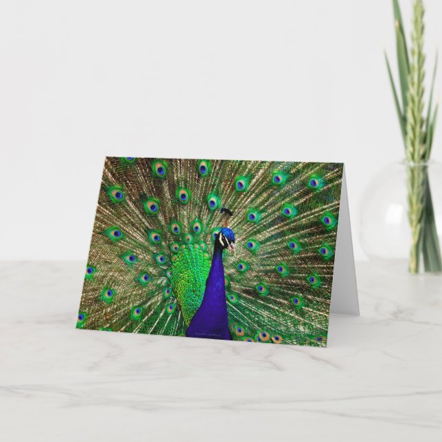 Bright Blue Green Peacock Card (Front)