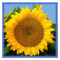 Bright Blue Sunflower