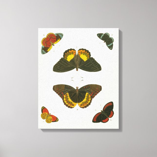 Bright Butterflies by Pieter Cramer Canvas Print (Front)