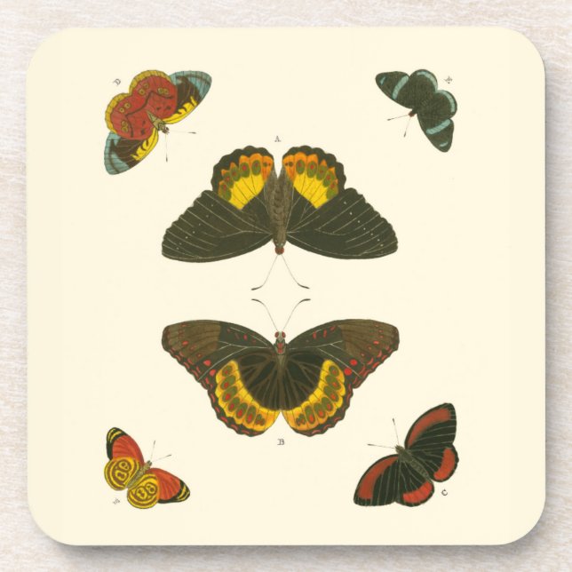 Bright Butterflies by Pieter Cramer Coaster (Front)