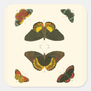 Bright Butterflies by Pieter Cramer Square Sticker