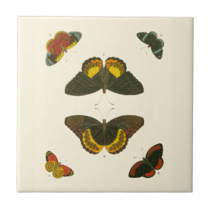 Bright Butterflies by Pieter Cramer Tile