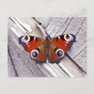 bright butterfly postcard