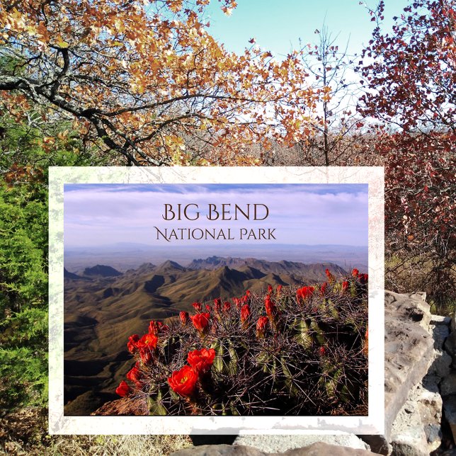 Bright Claret Cup Cactus Blossoms, Big Bend NP, TX Postcard (Creator Uploaded)
