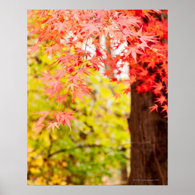 Bright colors of Japanese maple tree in autumn Poster (Front)