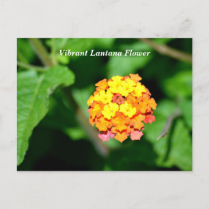 Bright colour Lantana Flower Postcard