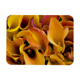 Bright colourful calla lilies at the magnet