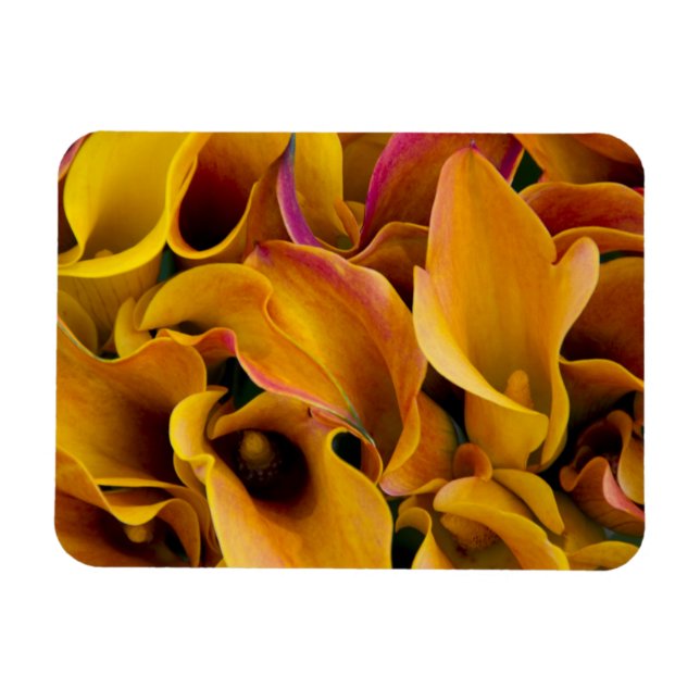 Bright colourful calla lilies at the magnet (Horizontal)