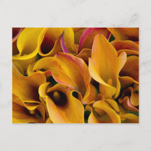 Bright colourful calla lilies at the postcard