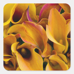 Bright colourful calla lilies at the square sticker
