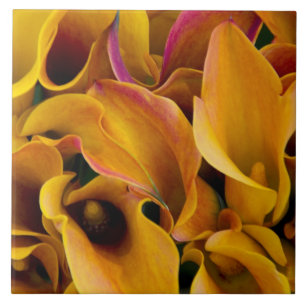 Bright colourful calla lilies at the tile