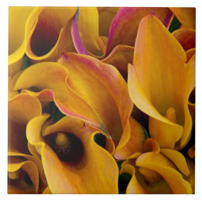 Bright colourful calla lilies at the tile (Front)