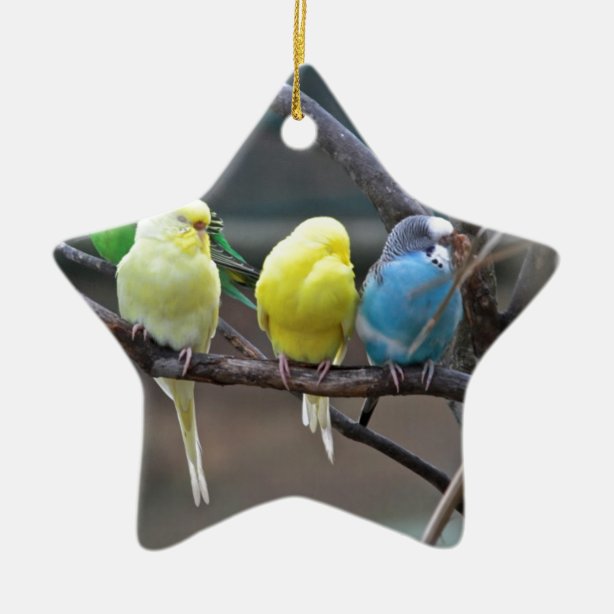 Parakeet Christmas Gifts & Gift Ideas Zazzle UK