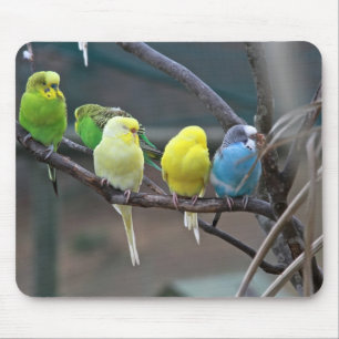 Bright Colourful Parakeets Budgies Parrots Birds Mouse Mat