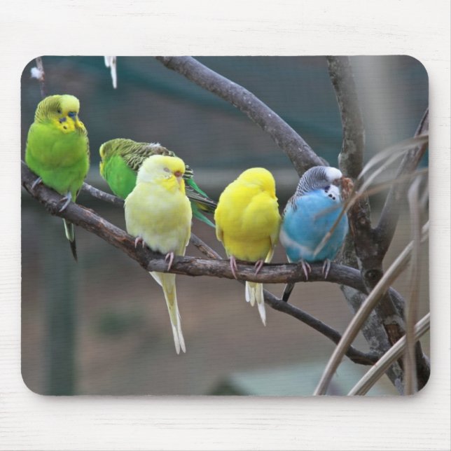 Bright Colourful Parakeets Budgies Parrots Birds Mouse Mat (Front)