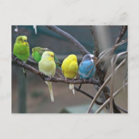 Bright Colourful Parakeets Budgies Parrots Birds