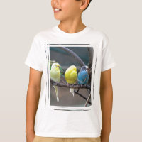 Bright Colourful Parakeets Budgies Parrots Birds