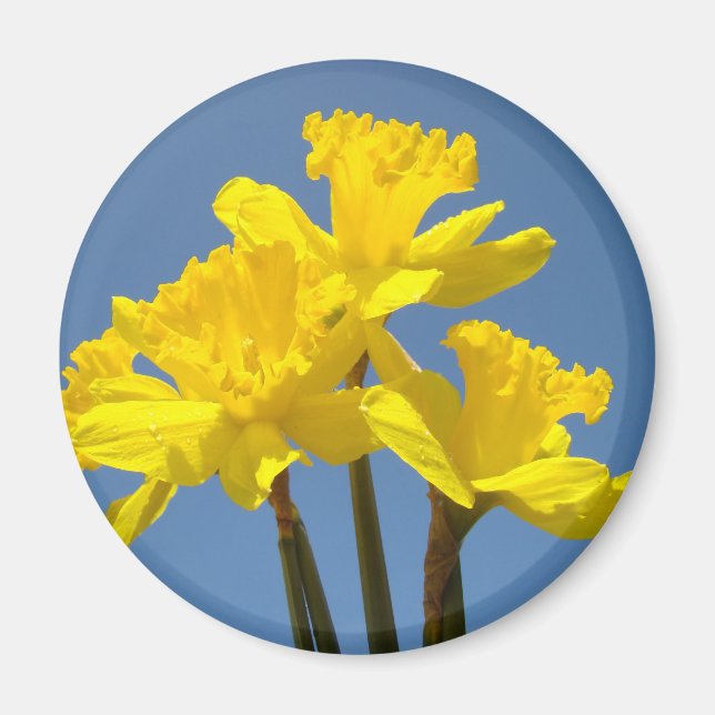 Bright Daffodil Flowers magnet gifts Blue Sky (Front)