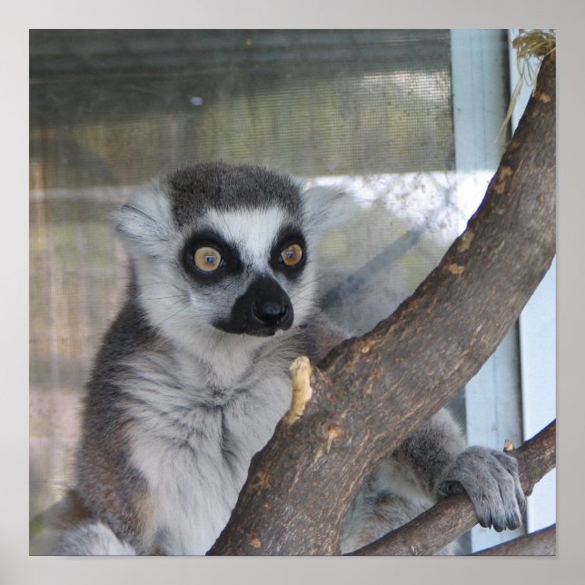 Bright eyed Lemur Poster (Front)