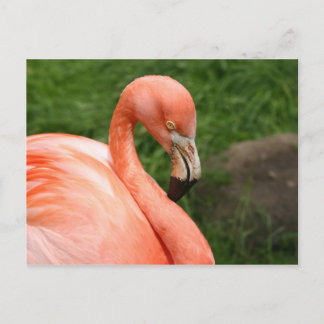 Bright Flamingo Postcard