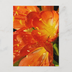 Bright Floral Close-Up Nature Photography Postcard