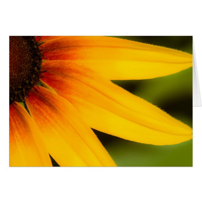 Bright Flower (Front Horizontal)