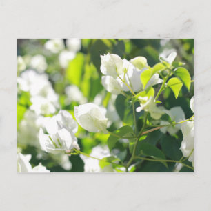 bright flowers postcard
