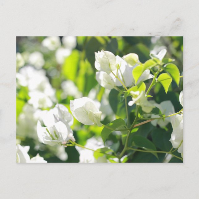 bright flowers postcard (Front)