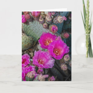 Bright Fuchsia Cactus Flowers   Mr. Desert Spring Card