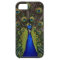 Bright girly pretty peacock bird nature animal