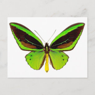 Bright Green Butterfly Postcard