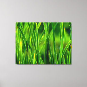 Bright Green Cattails at Cattail Marsh in Colorado Canvas Print