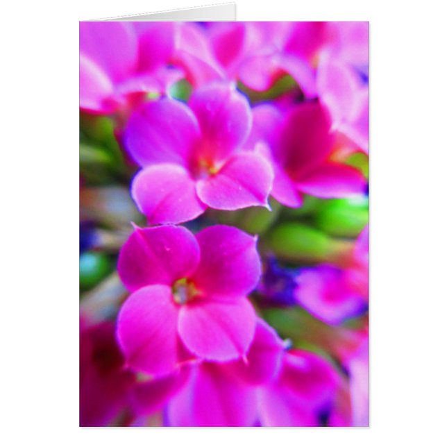 Bright Happy Kalanchoe Flowers Pink Magenta Purple (Front)