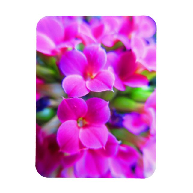 Bright Happy Kalanchoe Flowers Pink Magenta Purple Magnet (Vertical)