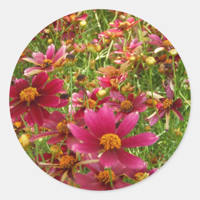 Bright Hot Pink and Yellow Daisy flowers Classic Round Sticker (Front)