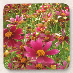 Bright Hot Pink and Yellow Daisy flowers Coaster