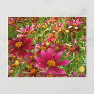 Bright Hot Pink and Yellow Daisy flowers Postcard