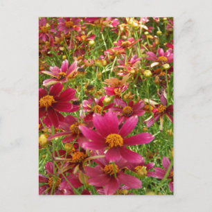 Bright Hot Pink and Yellow Daisy flowers Postcard