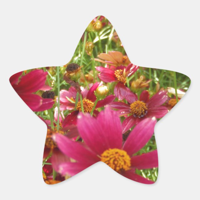 Bright Hot Pink and Yellow Daisy flowers Star Sticker (Front)