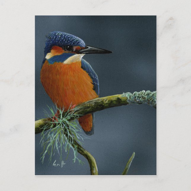 Bright Kingfisher gifts Postcard (Front)