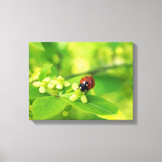 Bright Ladybird Canvas Print (Front)