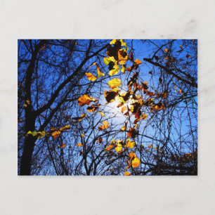 Bright leaves at 8-mile creek postcard