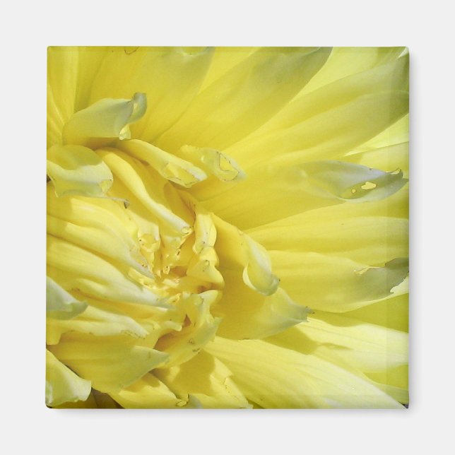 Bright, Lemon Yellow Dahlia Magnet (Front)