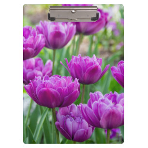 Bright lilac  tulips on a sunny day     clipboard