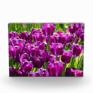 Bright lilac tulips on a sunny day photo block