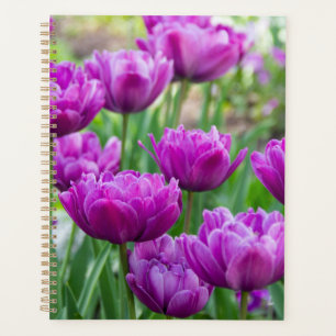 Bright lilac  tulips on a sunny day    planner