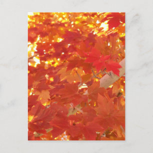 Bright Maple Leaves Postcard
